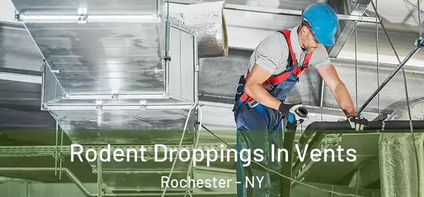 Rodent Droppings In Vents Rochester - NY